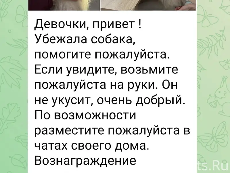 Пропал добрый пёс Джон, Новочебоксарск