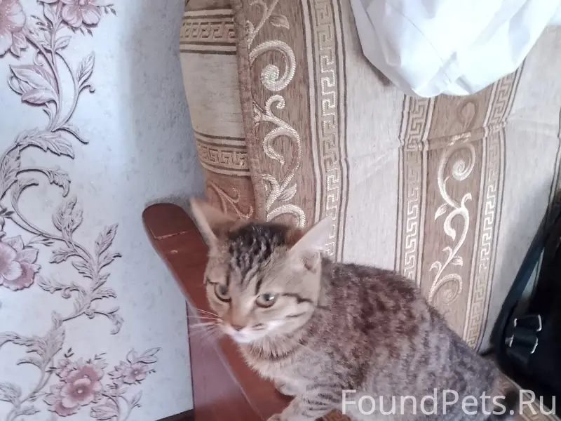 Пропала кошка Мурка, улица Шлыкова