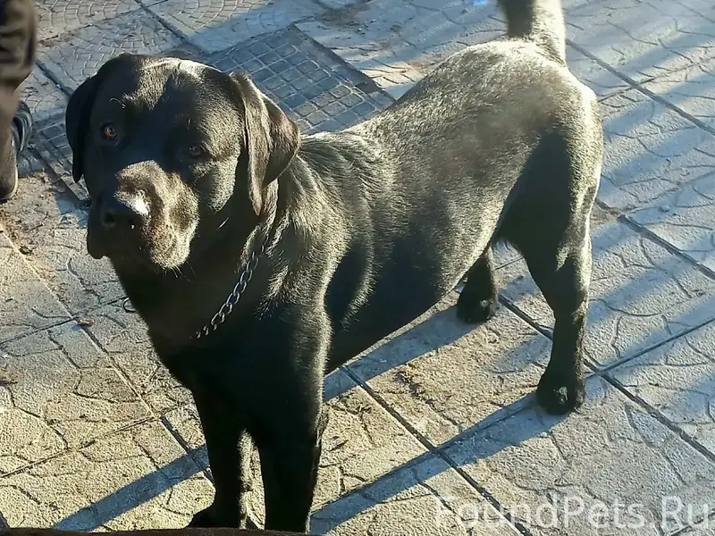Пропал Амур, срочно звонить 89093350991