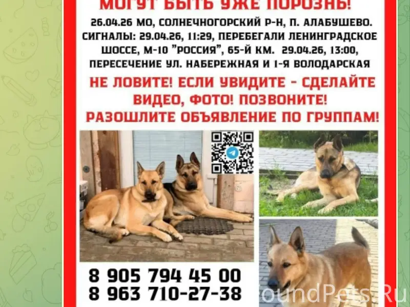 Пропали собаки Шуни и Дик