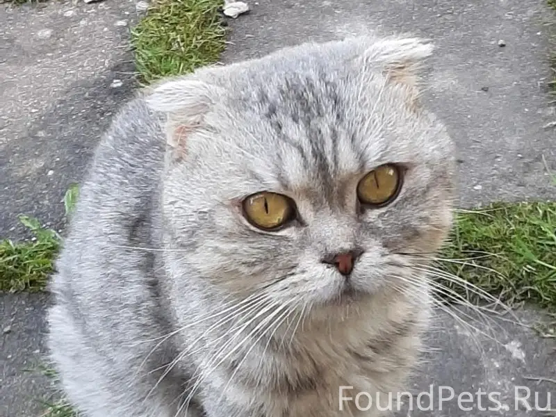 Найден кот, деревня Комаровка (Шихово)