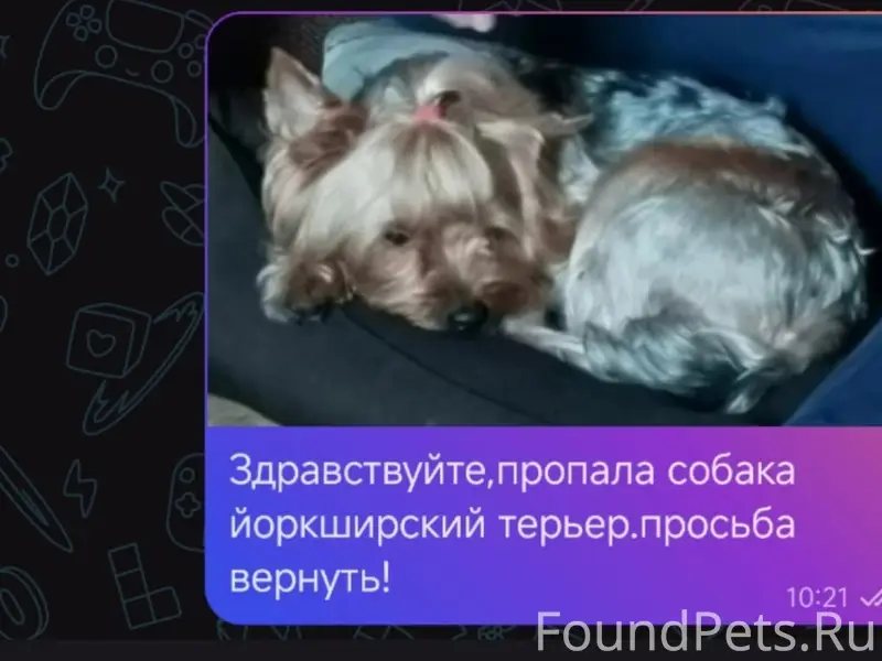 Пропала собака йоркширский терьер, без места