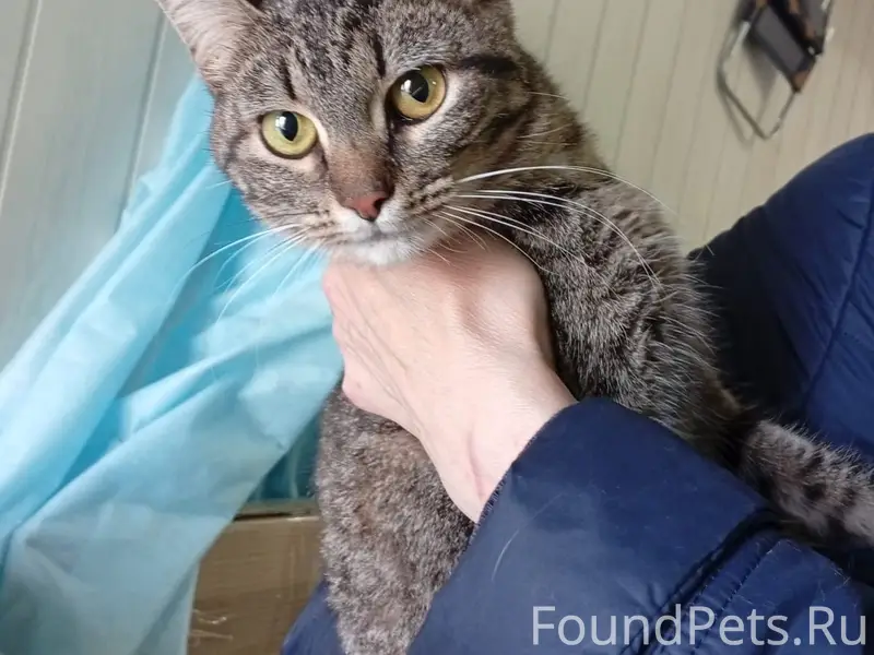 Найдена кошка, район ул. Балакирева