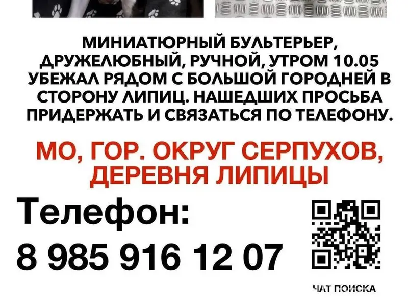 Пропал минибультерьер Грег, Серпуховский округ