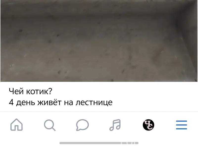 Найдена кошка, на Татьяны Снежиной