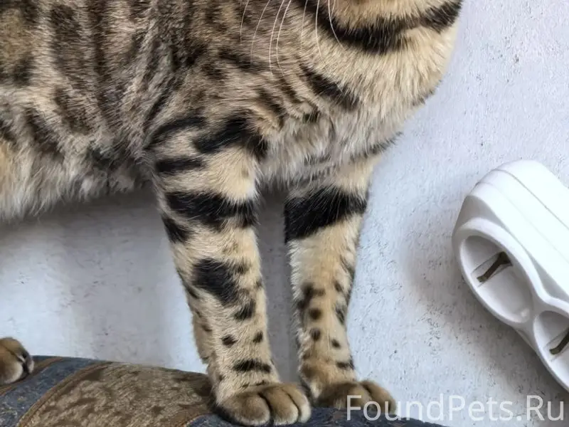 Пропала кошка бенгал, район собачий