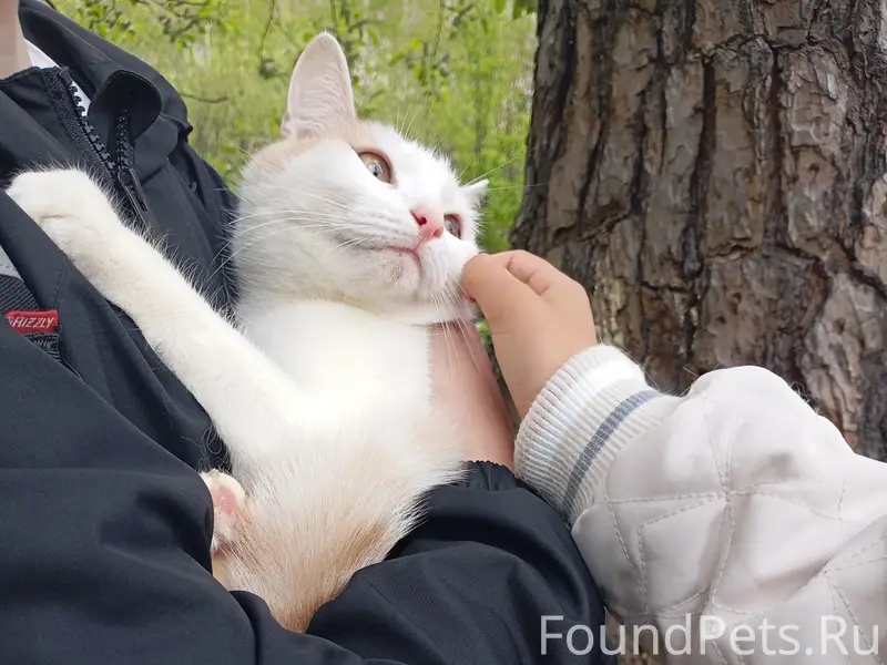 Найдена кошка, возле 135 школы