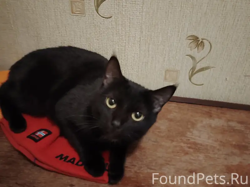 Пропала чёрная кошка, 14 квартал