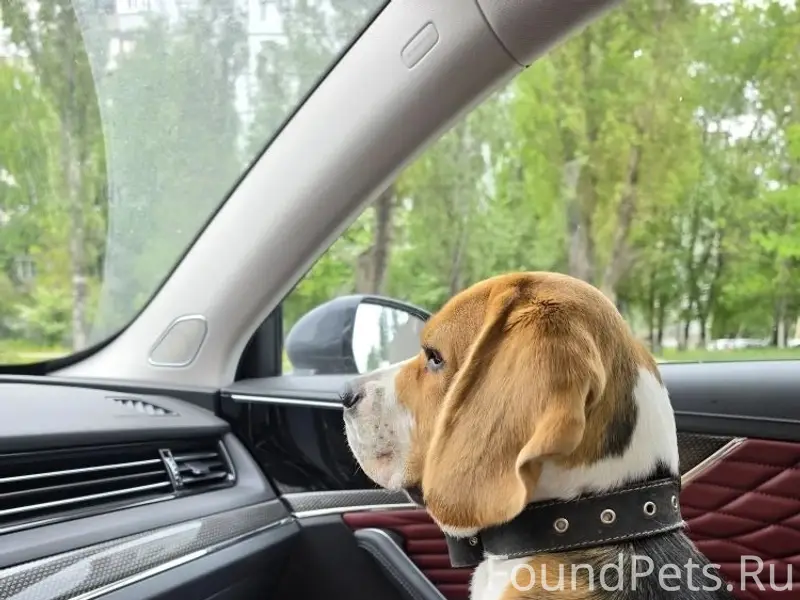 Пропал Бигль Бублик, Студеный Овраг