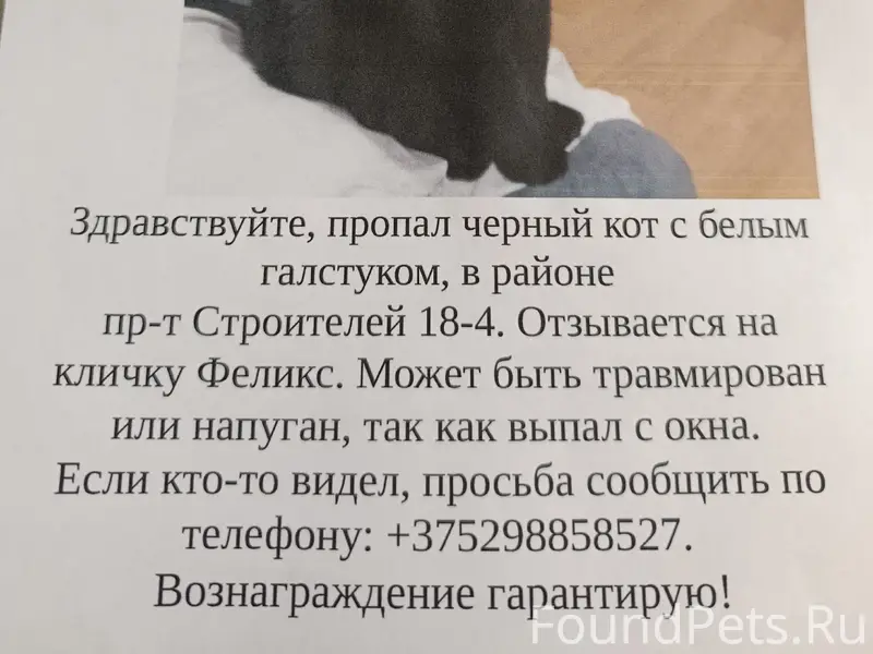 Пропал кот
