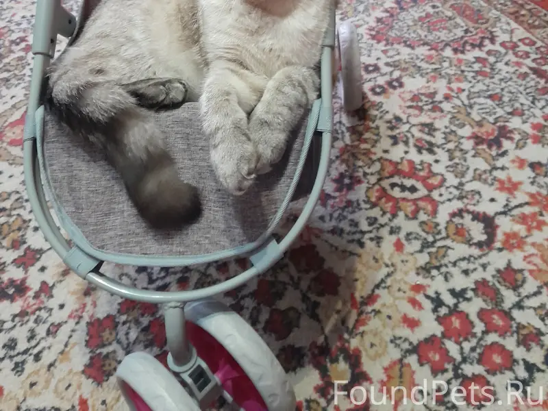 Пропал кот, 