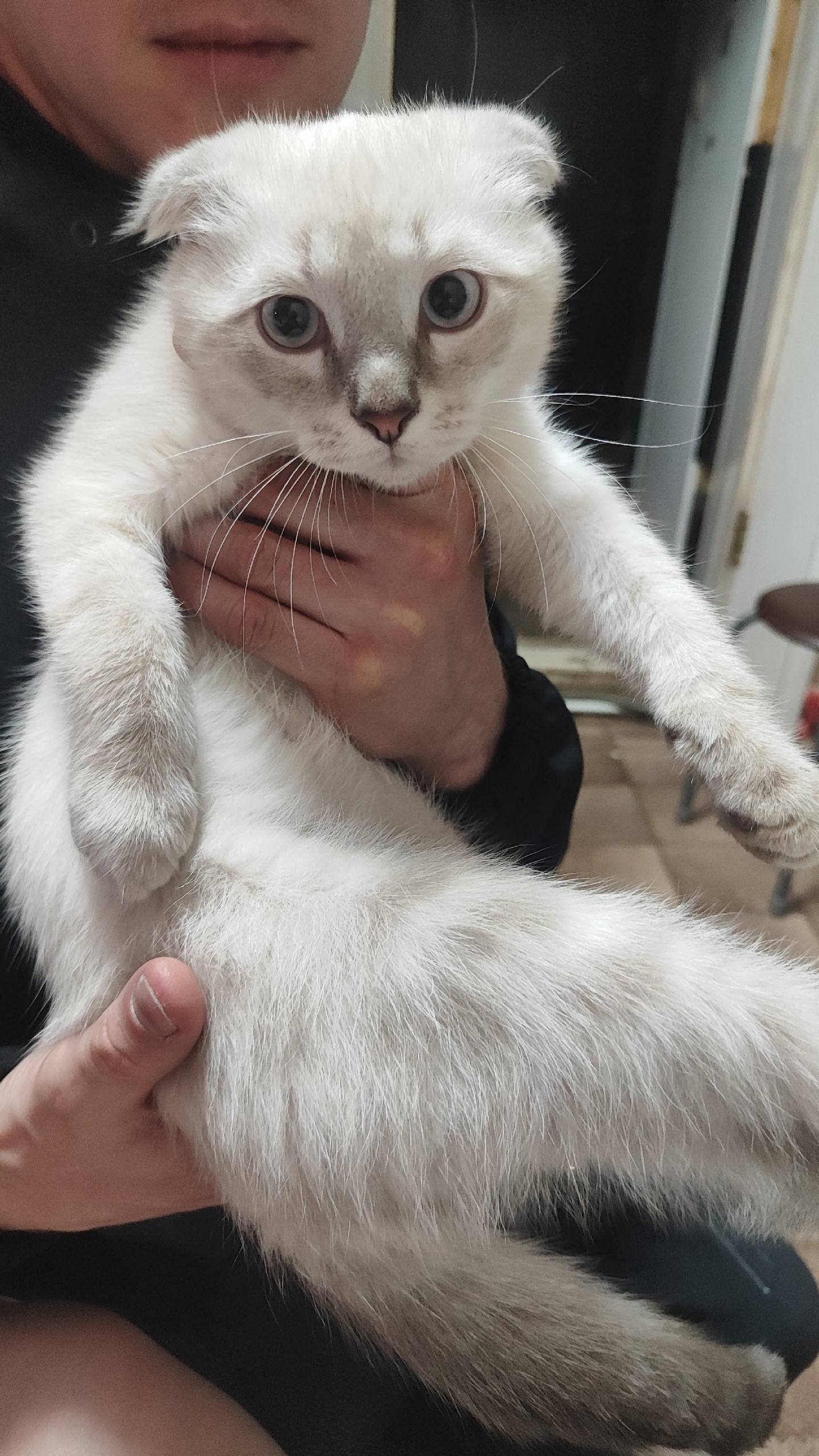 Пропал котик зовут заки