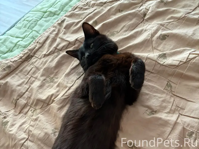 Найден кот, Эжвинские дачи