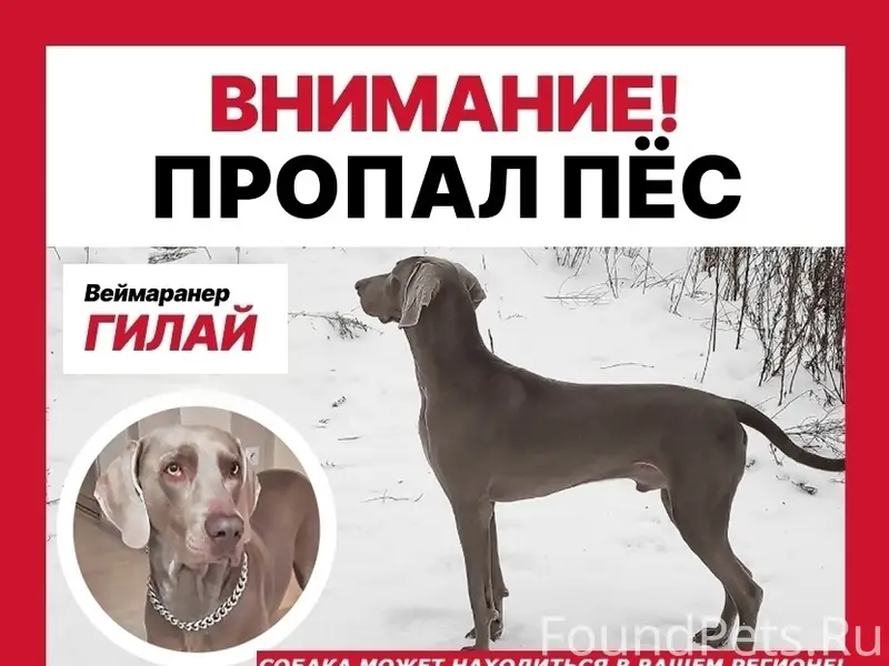 Пропал веймаранер Гилай, Новосибирск/Томск
