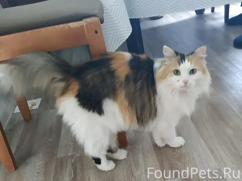Пропала кошка, ул. Маяковского