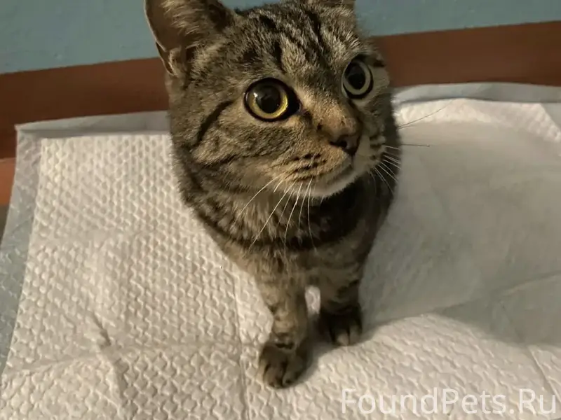 Нашлась кошка/кот 