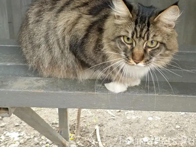 Найдена кошка, Дзержинский район