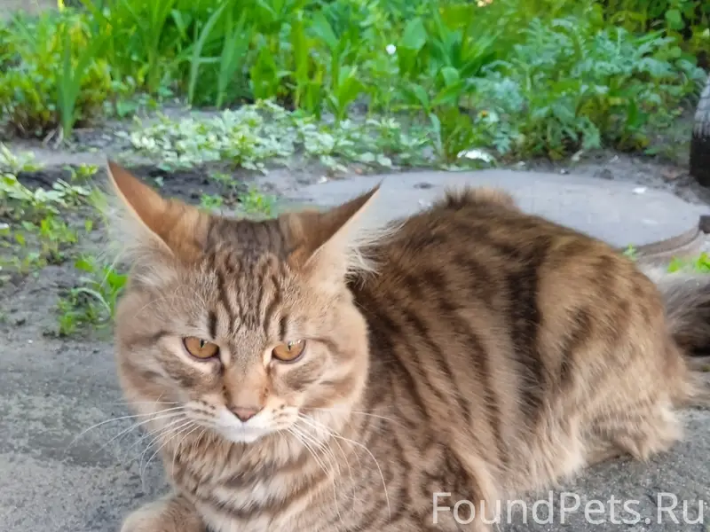 Найден котик, возможно метис мейн-куна, Воронеж
