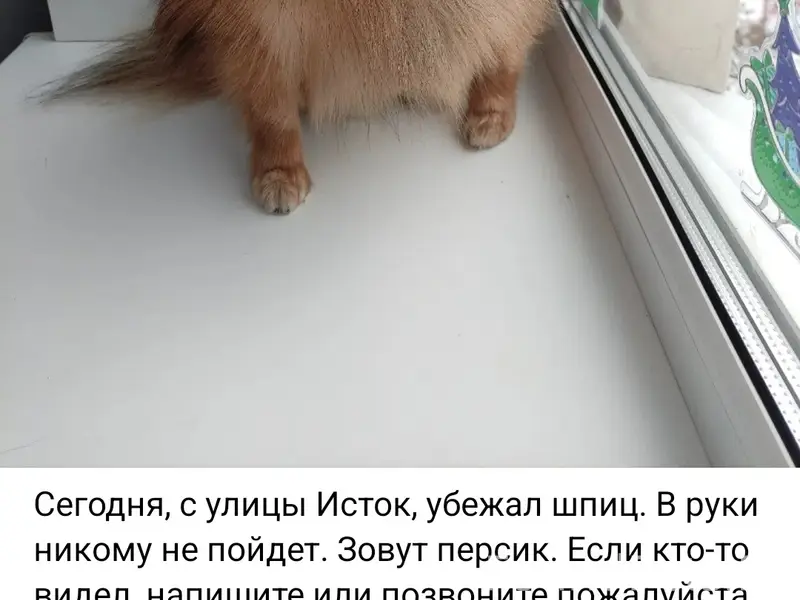 Пропала маленькая собачка, Дегтярск