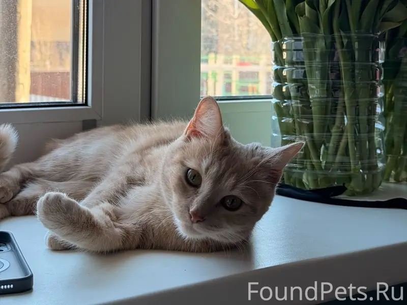 Пропала рыжая кошка Мурка, Московский проспект