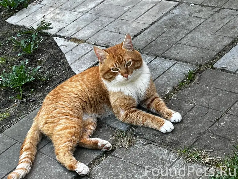 Найден кот, рп Быково, Раменский район
