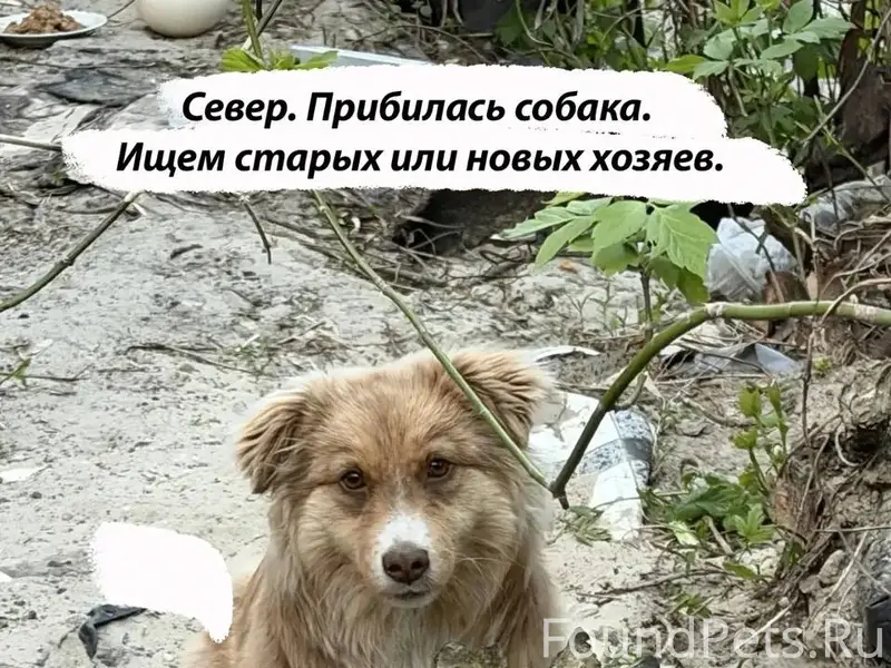Найден метис корги, район улицы Репина, Ульяновск