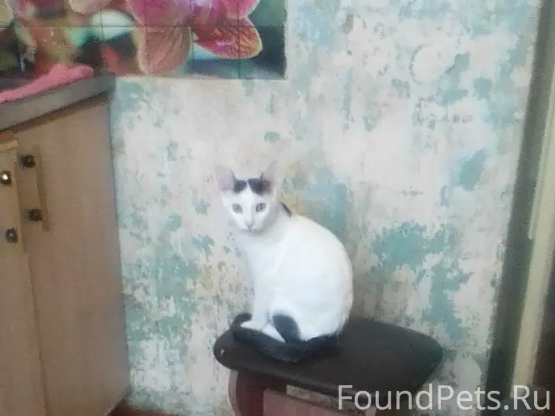 Пропал кот Каспер, район Юбилейный