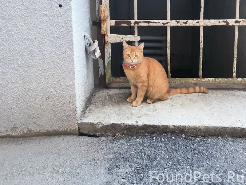 Найдена кошка с красным ошейником, Калуга