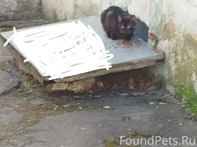 Пропал кот, старый город