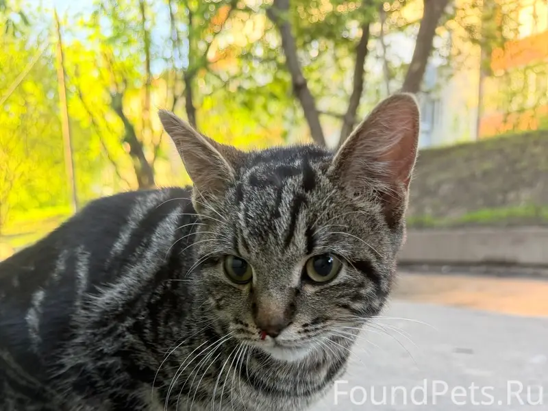 Найден кот, квартал 1