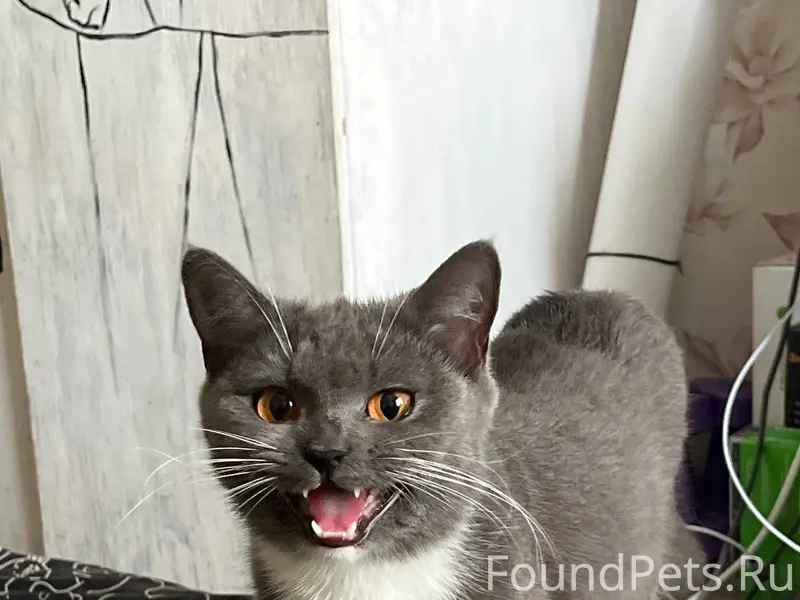 Найдена кошка, Сырком Рудник