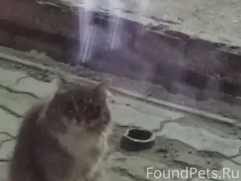 Найдена кошка, Шадринск