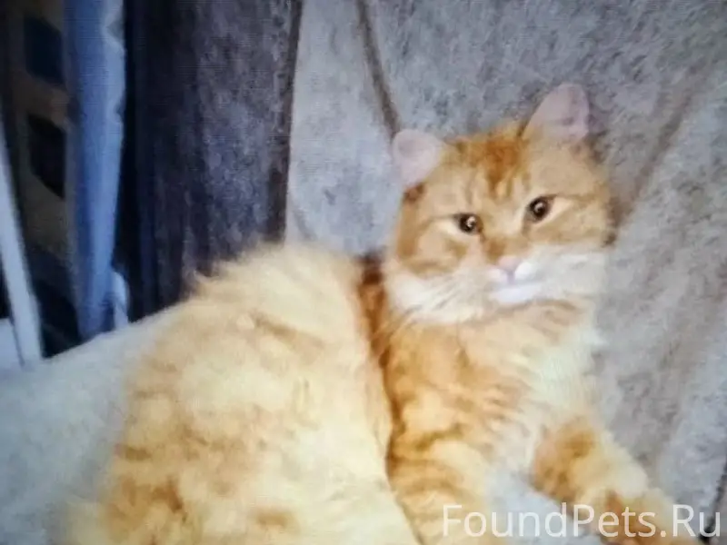 Пропал кот, район Шуйских улиц
