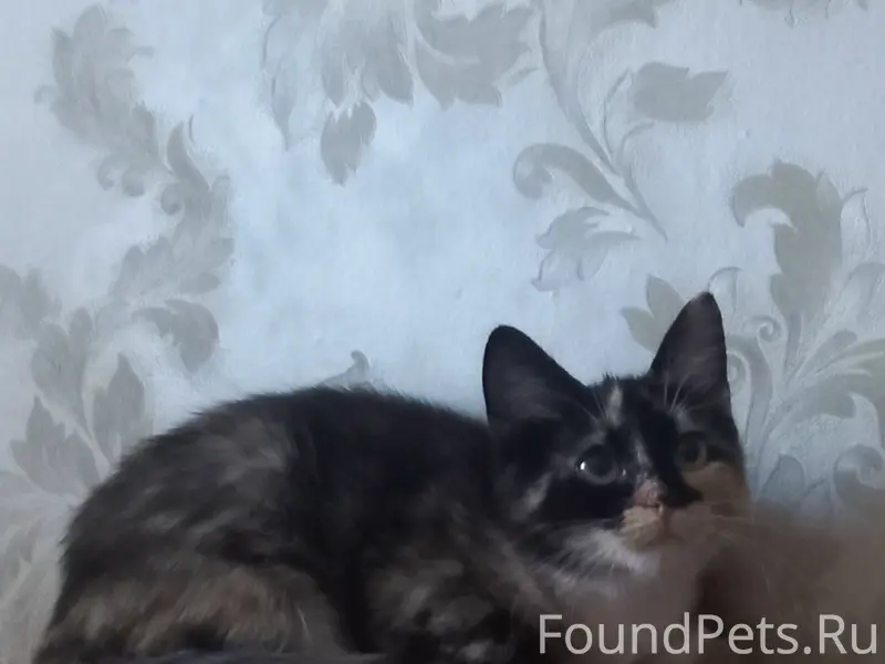 Найдена кошка, около дома Ленина 49