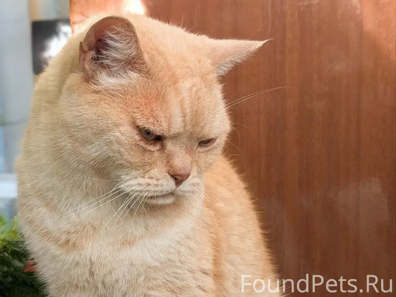 Пропал шотландский прямоухий кот Филя, СНТ 'Пищевик'