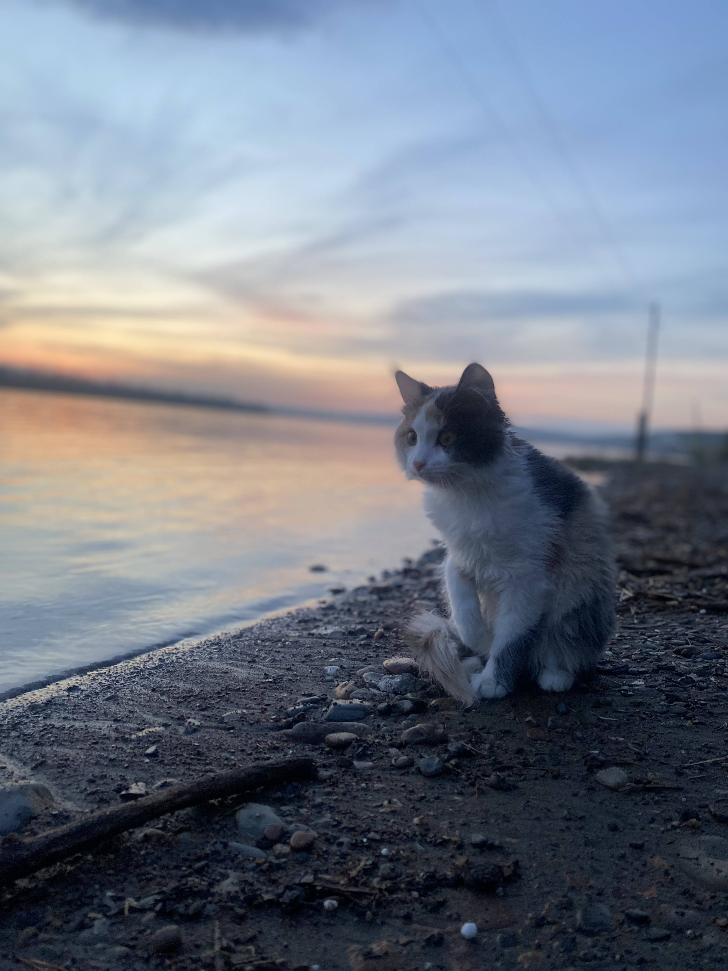 Пропала трехцветная кошка Оливка Ермолаево