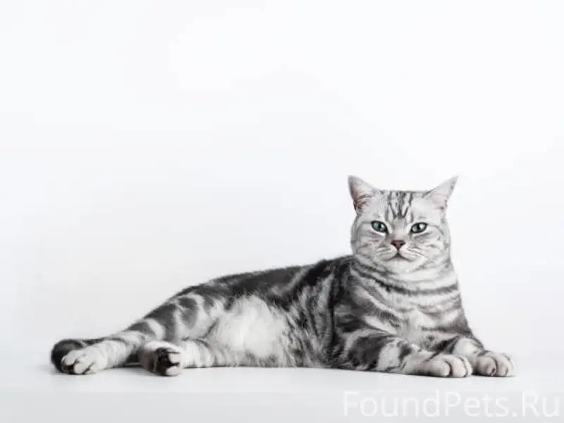 Пропала кошка, Первомайская улица