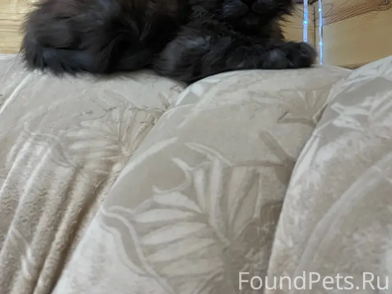 Пропал котёнок Зерг, Нижний Саянтуй
