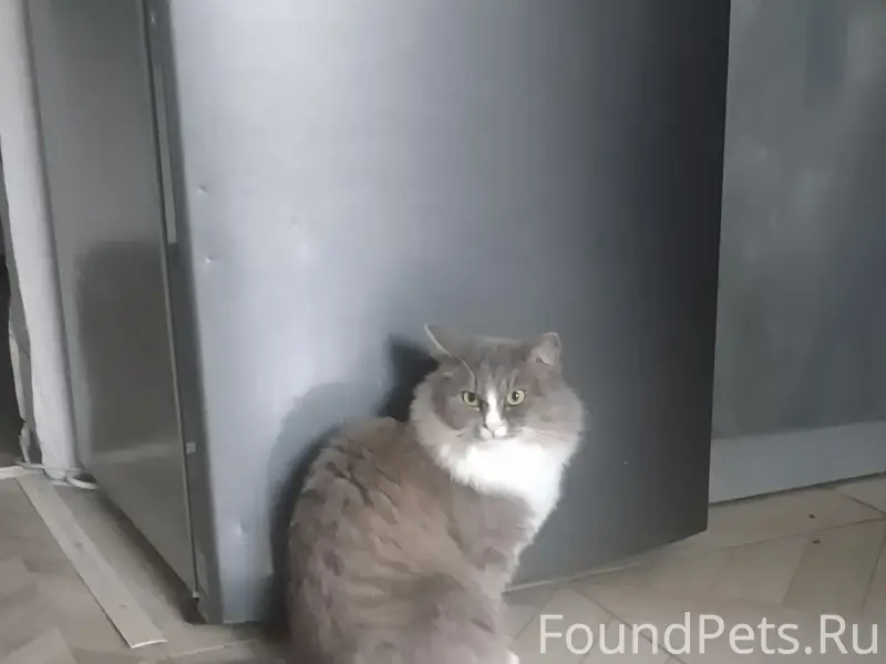 Пропала кошка, новый Южный