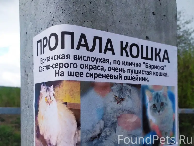 Пропала домашняя кошка, в районе сёл Степановка, Трофимовка