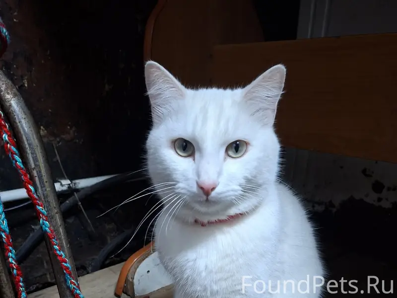 Пропал кот, район восточки