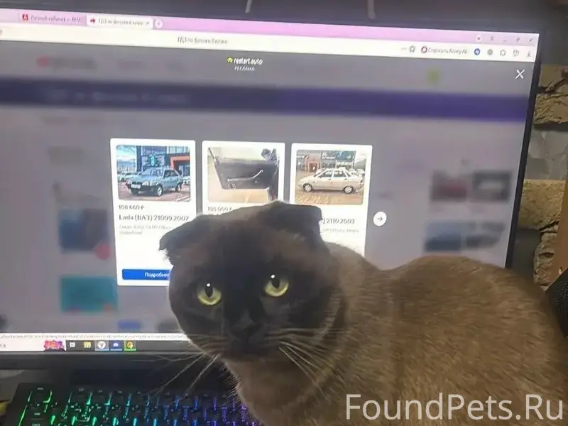 Пропала кошка, район типографской 46