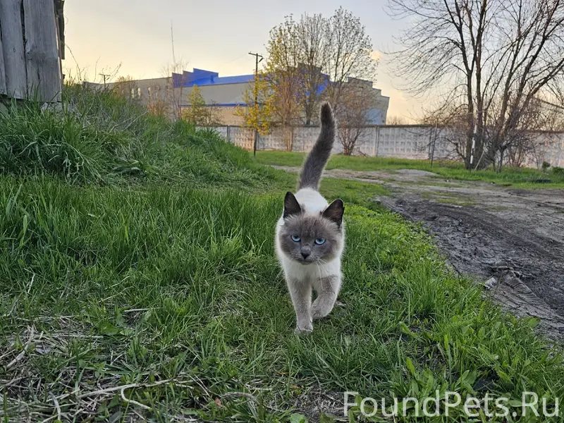 Пропал кот, район Выдвиженца