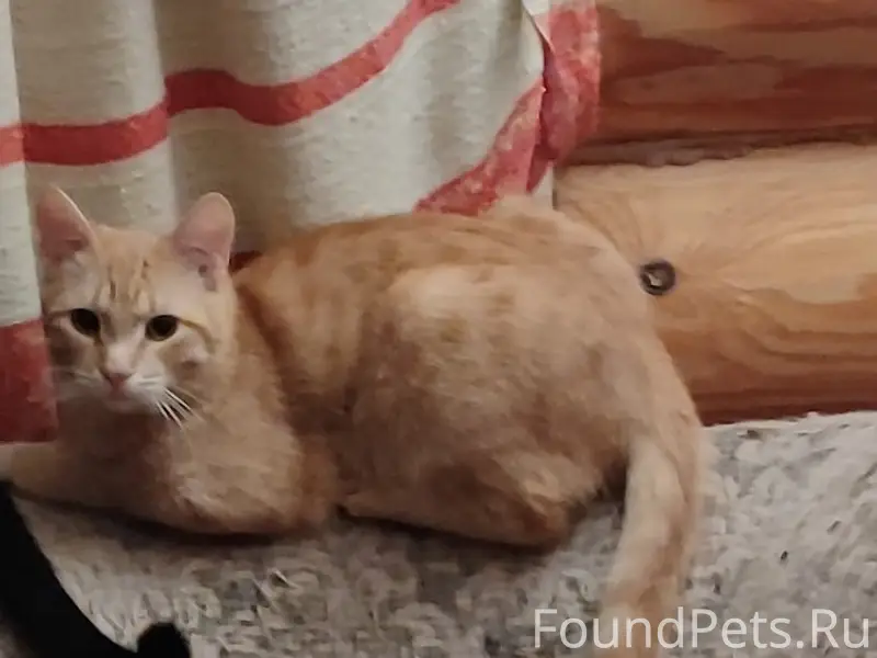 Пропал рыжий кот