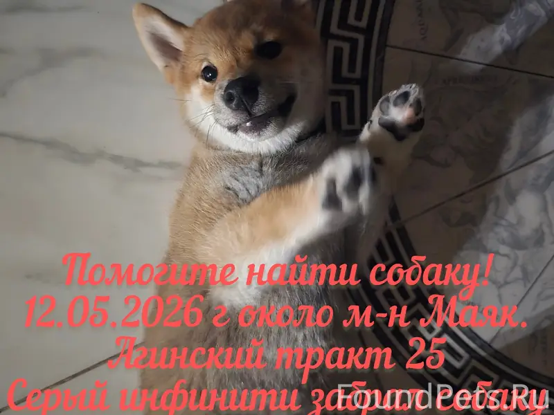 Пропала собака, район Антипиха