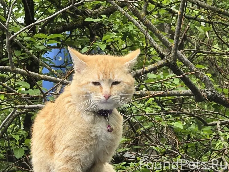 Найдена кошка, улица Светлая