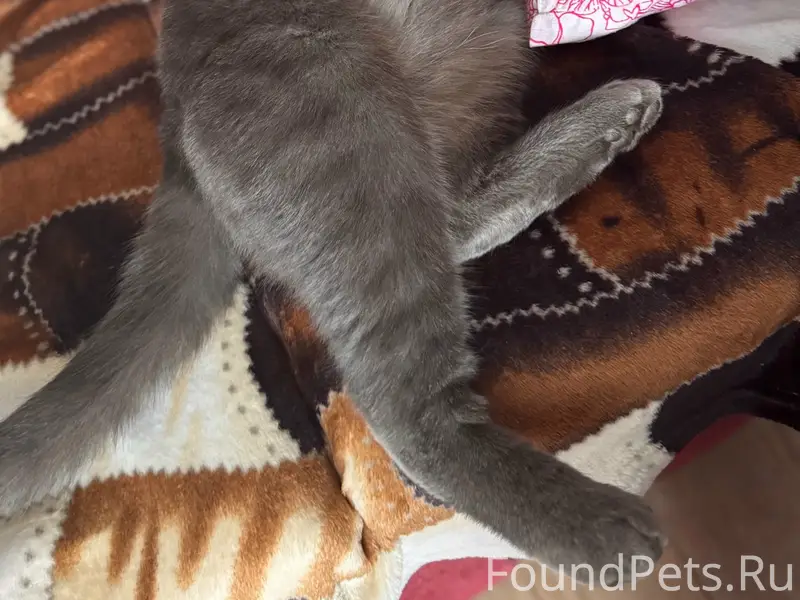 Пропал кот Мурзик, Озеры
