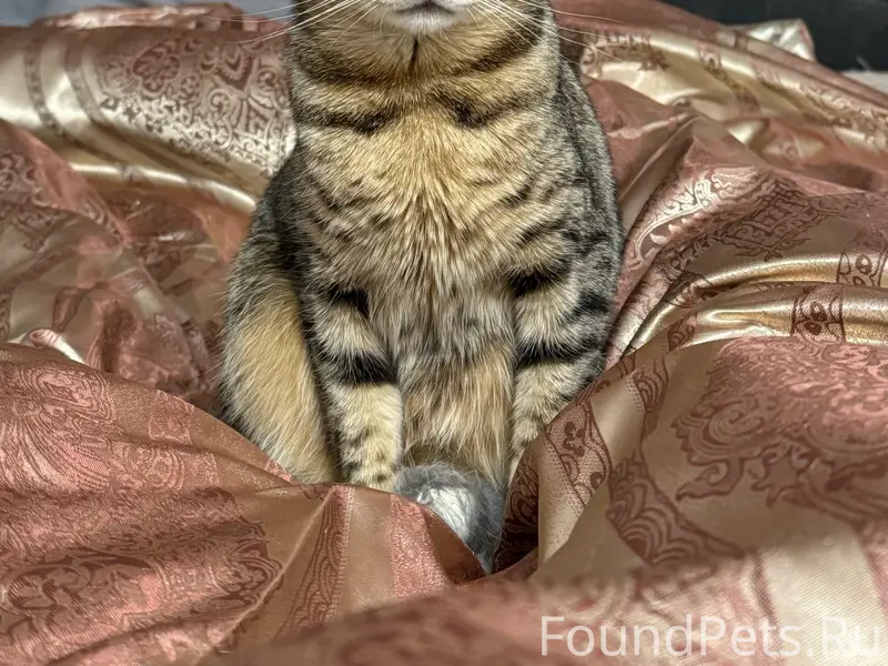 Пропала кошка, ул. Победы
