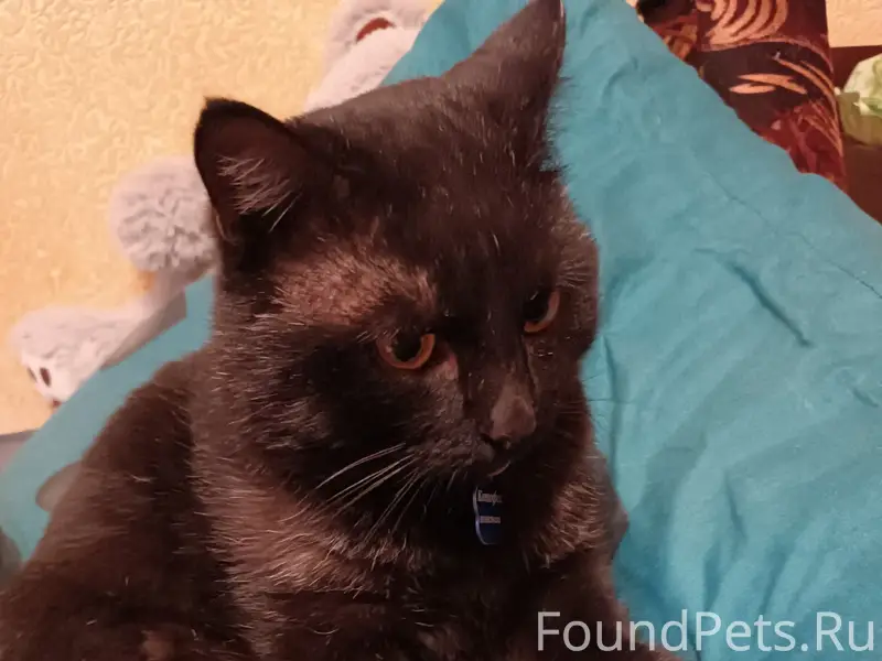 Пропал кот Котофей, район гай