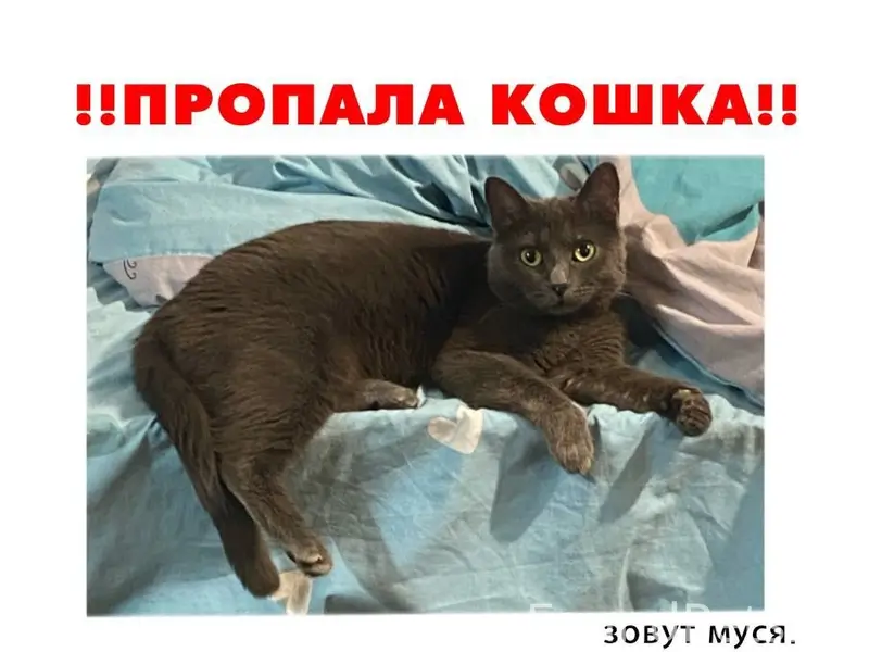 Пропала кошка, Первая Балашиха